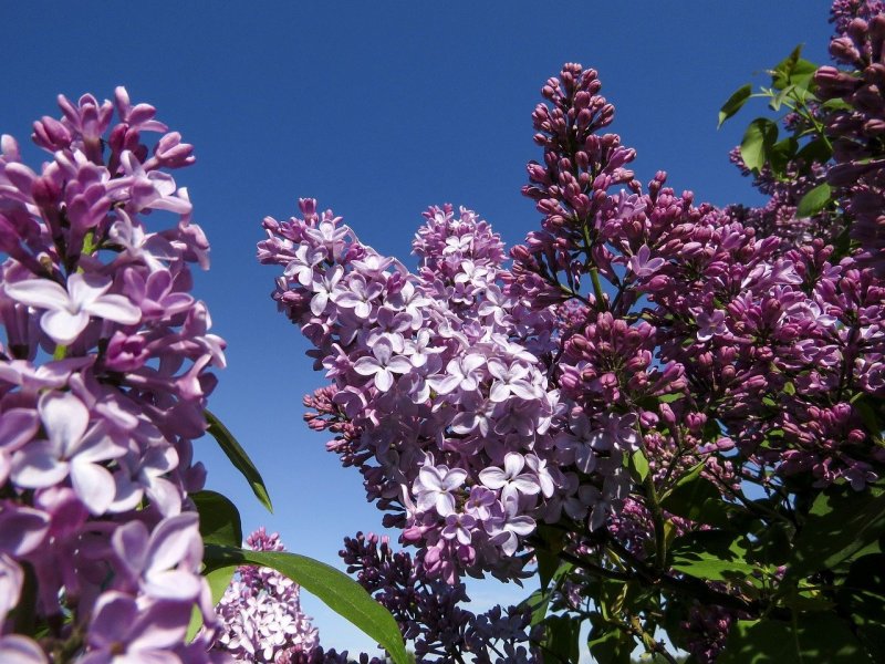 Syringa vulgaris Lilac
