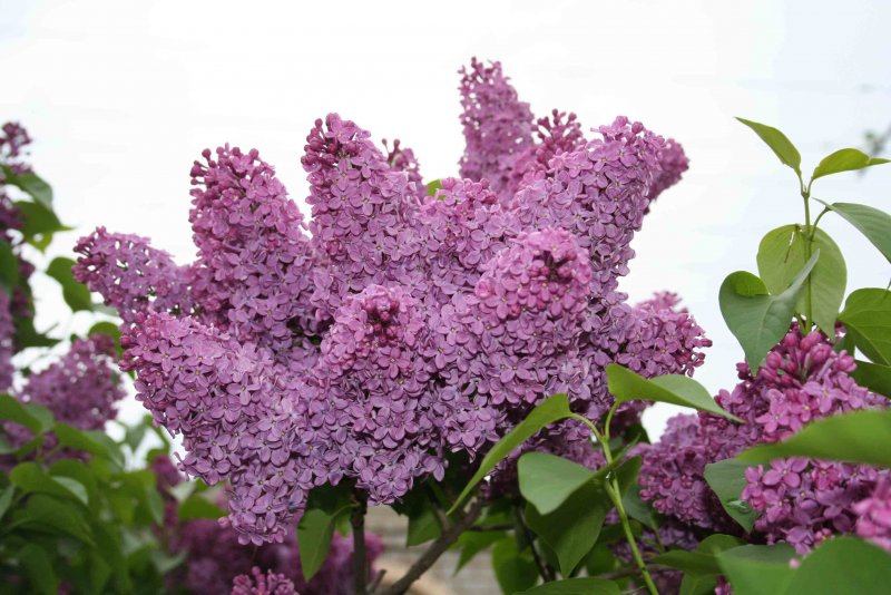 Сирень Ауреа