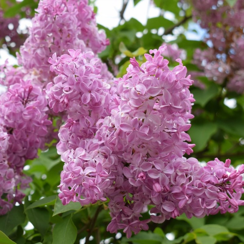 Сирень Syringa