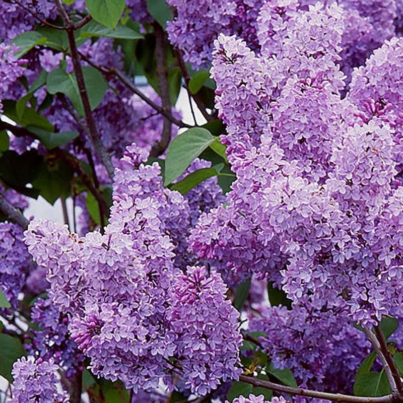 Сирень Syringa