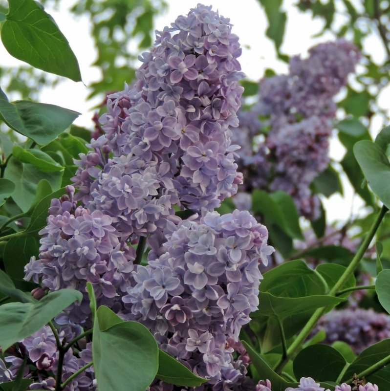 Сирень Звегинцева (Syringa sweginzowii)