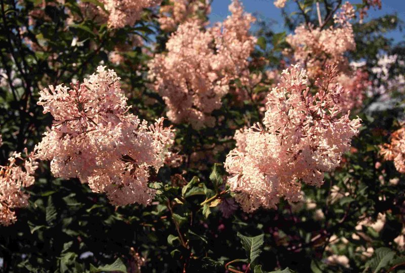 Syringa villosa
