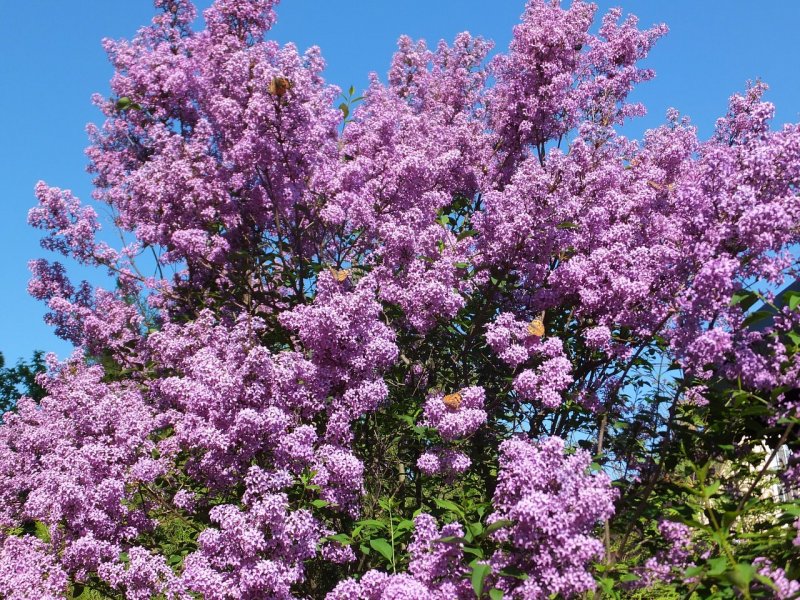 Сирень мелколистная "Суперба", Syringa microphylla "superba"