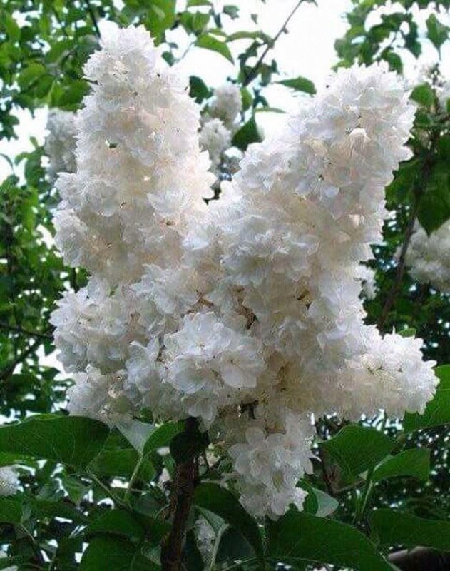 Японская сирень