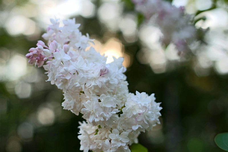 Lilacs картина