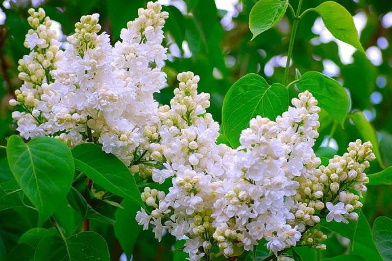 Сирень Syringa
