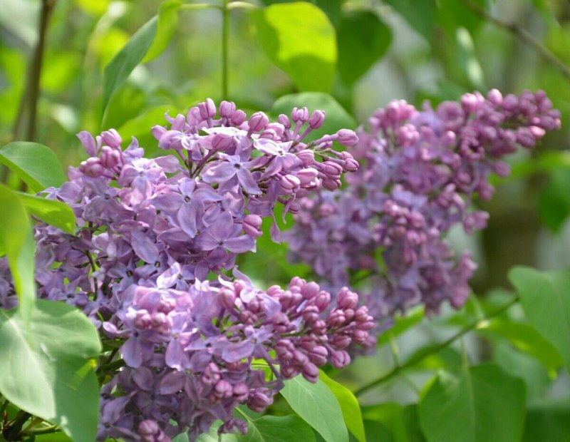Syringa vulgaris capitaine Baltet