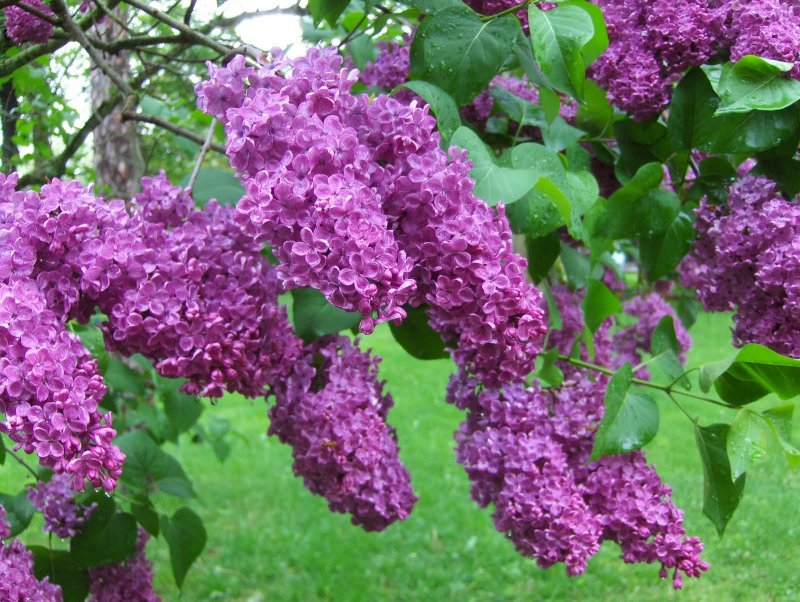 Персидская махровая сирень