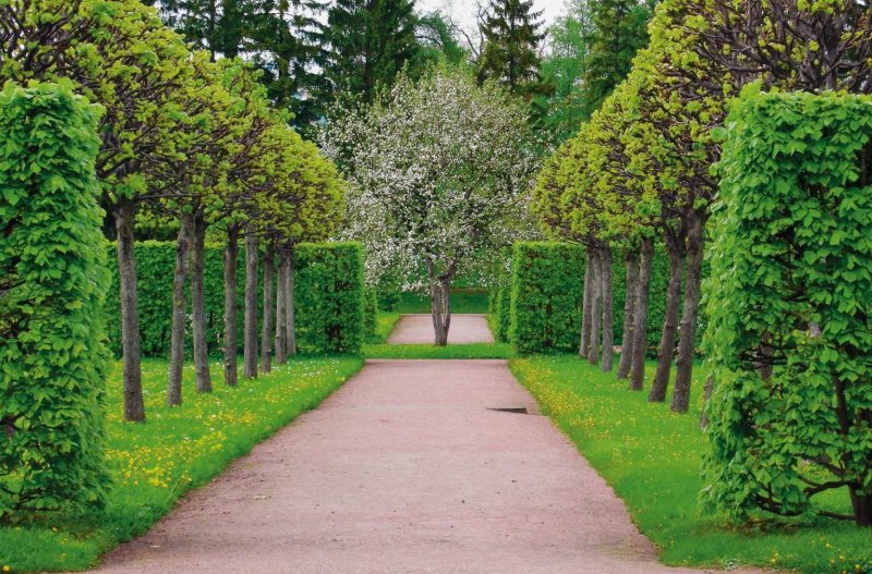 Plantarium липа сердцевидная