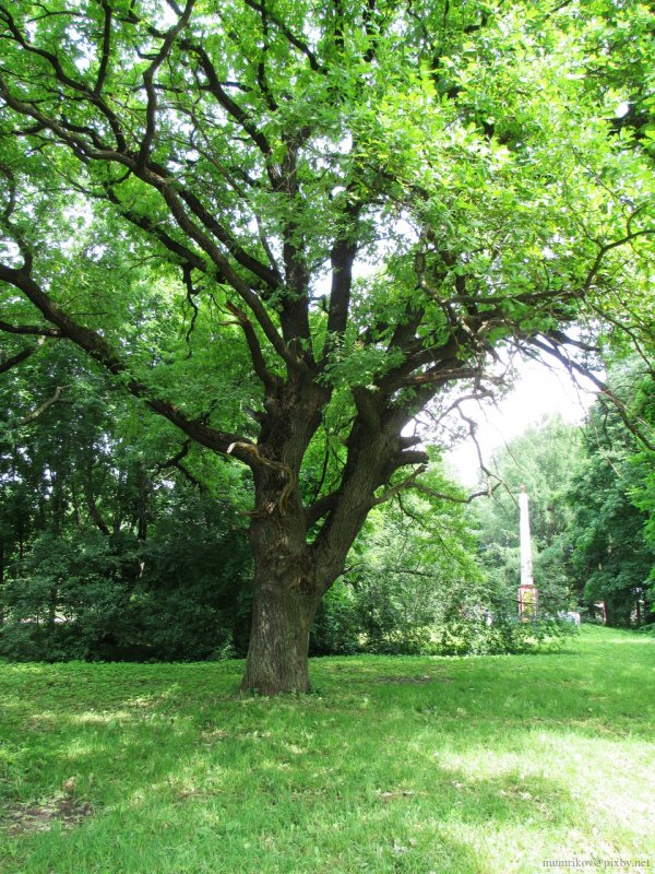 Липа мелколистная ранчо Tilia cordata Rancho