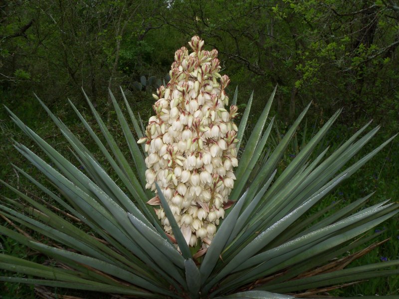 Юкка Yucca filamentosa