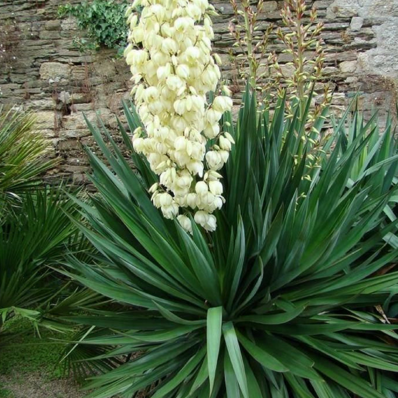 Юкка нитчатая (Yucca filamentosa)