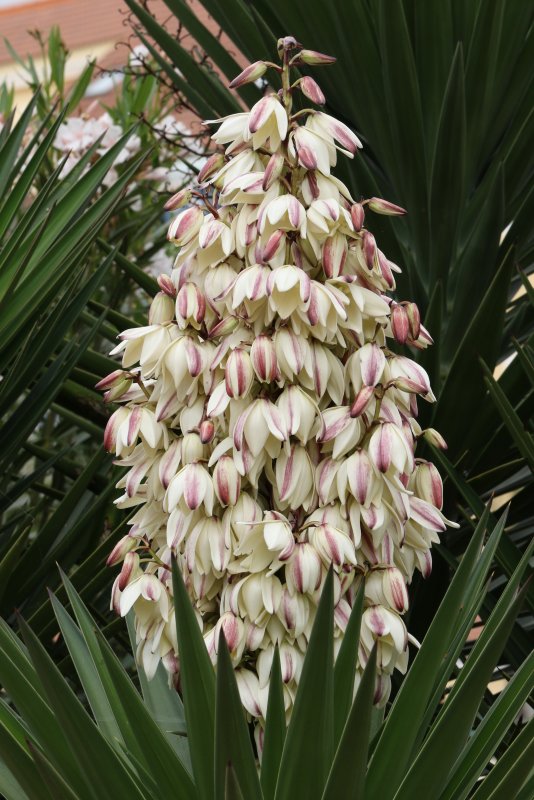 Юкка Yucca filamentosa