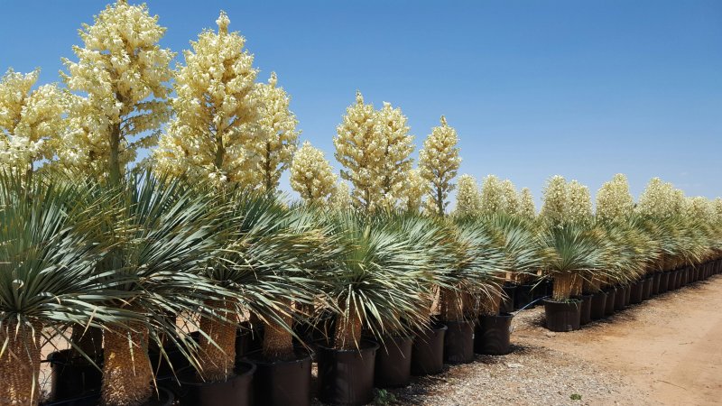 Юкка отвороченнолистная (Yucca recurvifolia)