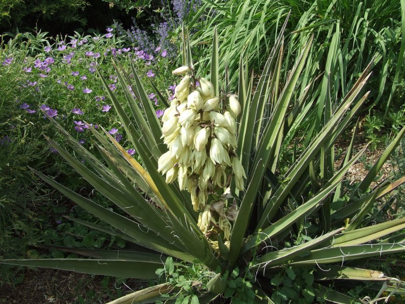Юкка (Yucca)