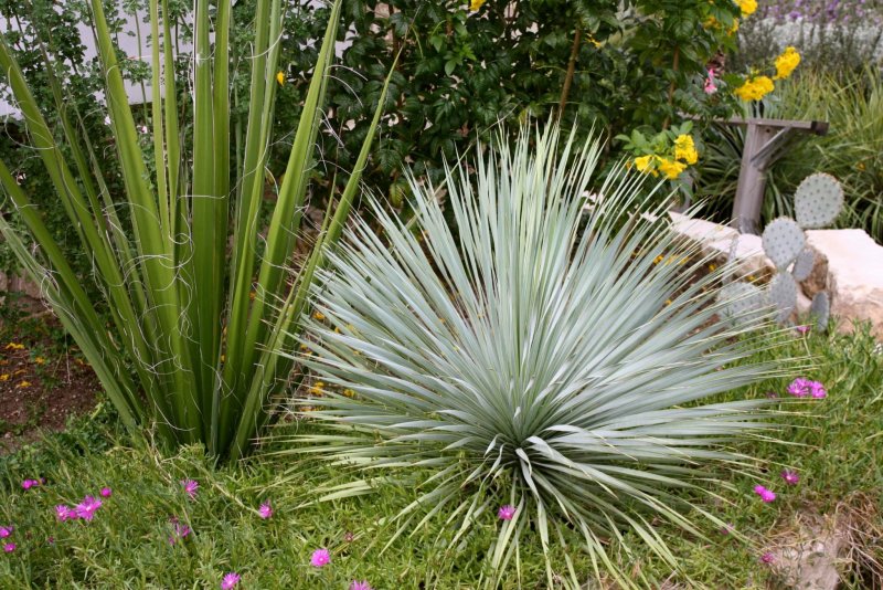 Юкка нитчатая (Yucca)