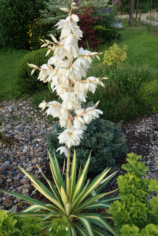 Юкка нитчатая (Yucca filamentosa)