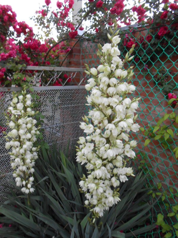 Юкка нитчатая (Yucca filamentosa)