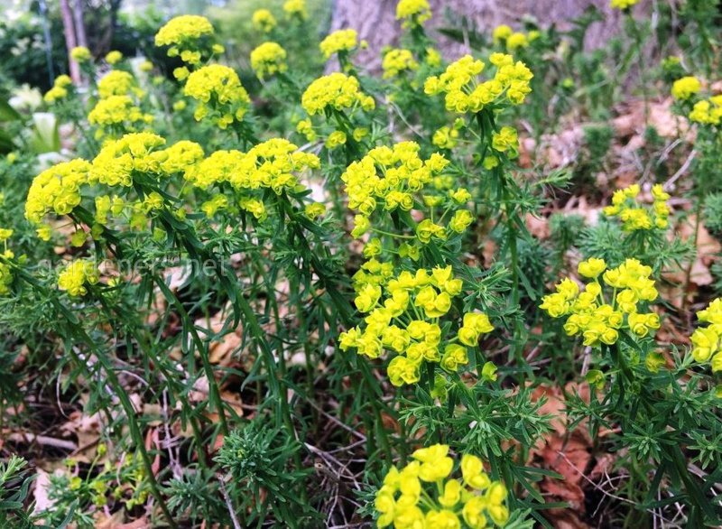Молочай кипарисовый (Euphorbia cyparissias)