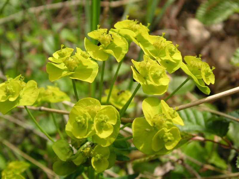 Молочай кипарисовый (Euphorbia cyparissias)