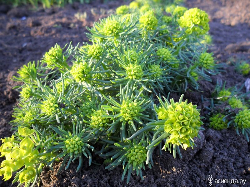 Молочай кипарисовый (Euphorbia cyparissias)