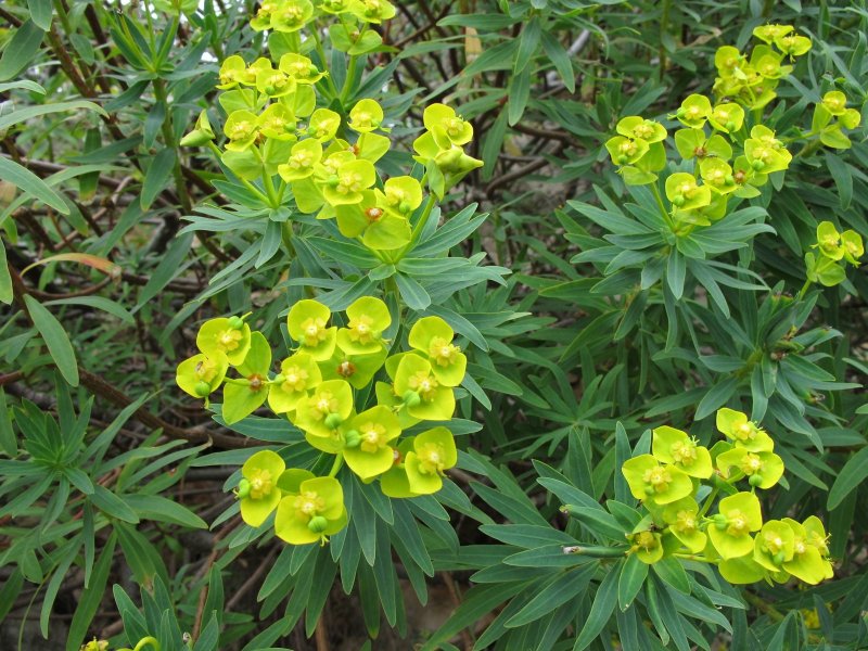 Euphorbia cyparissias