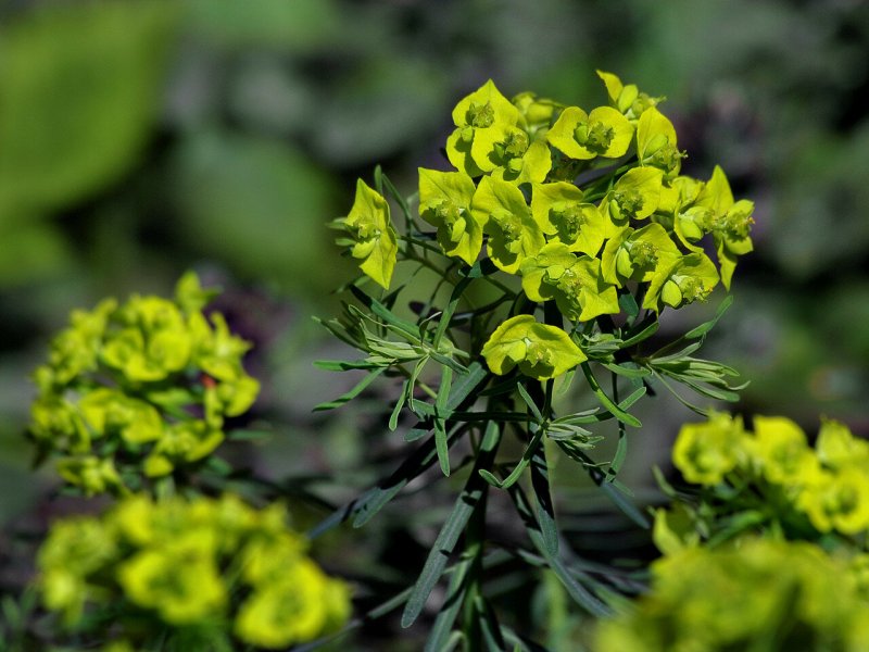 Молочай кипарисовый (Euphorbia cyparissias)