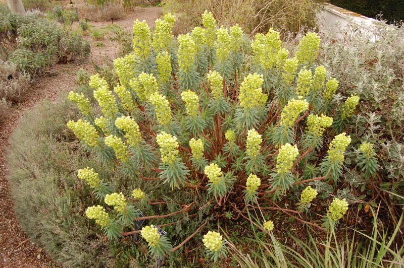 Молочай полихрома Cushion Spurge