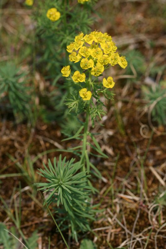 Молочай кипарисовый Euphórbia cyparissias семена