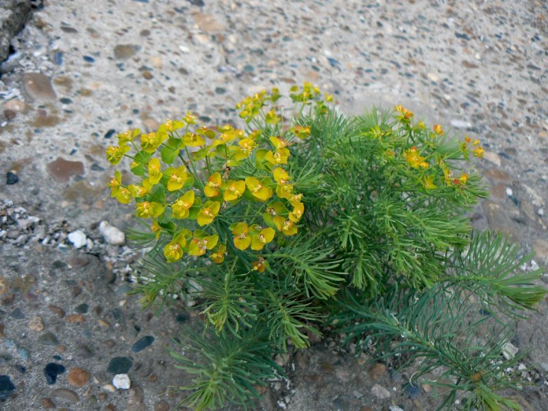 Euphorbia cyparissias l. – молочай кипарисовый.
