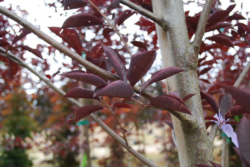 Physocarpus opulifolius плоды