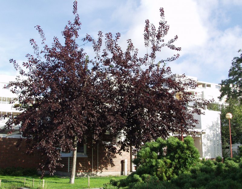Черемуха виргинская `Шуберт` Prunus virginiana `Shubert`