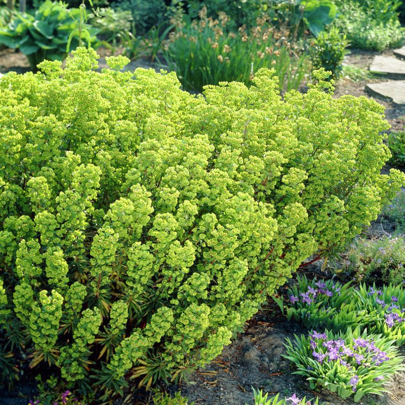 Молочай кипарисовый (Euphorbia cyparissias)