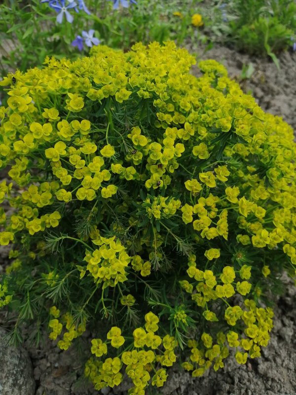 Молочай кипарисовый (Euphоrbia cyparíssias)