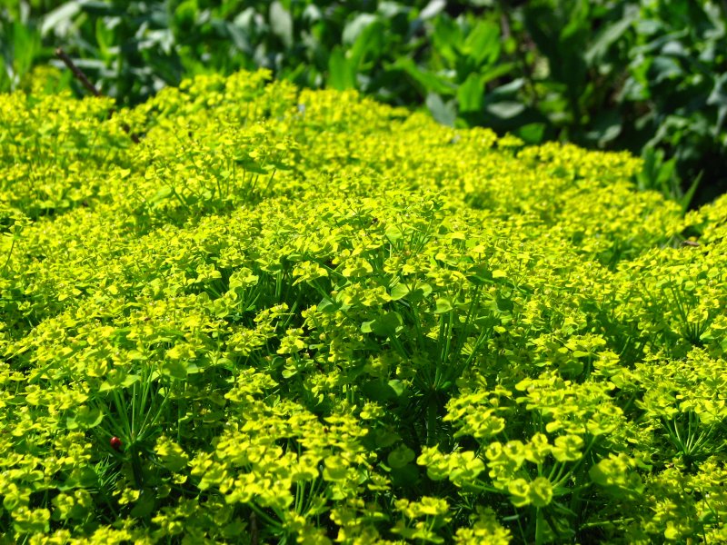 Молочай кипарисовый (Euphorbia cyparissias)