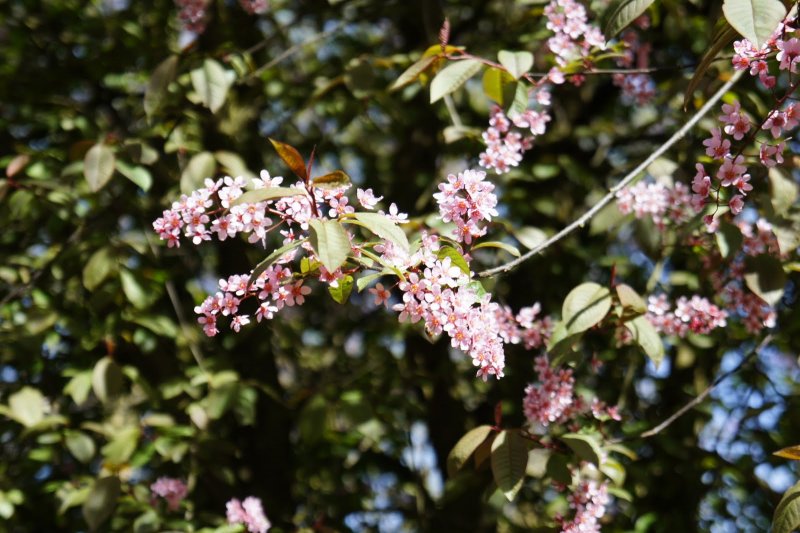 Черемуха виргинская Prunus virginiana