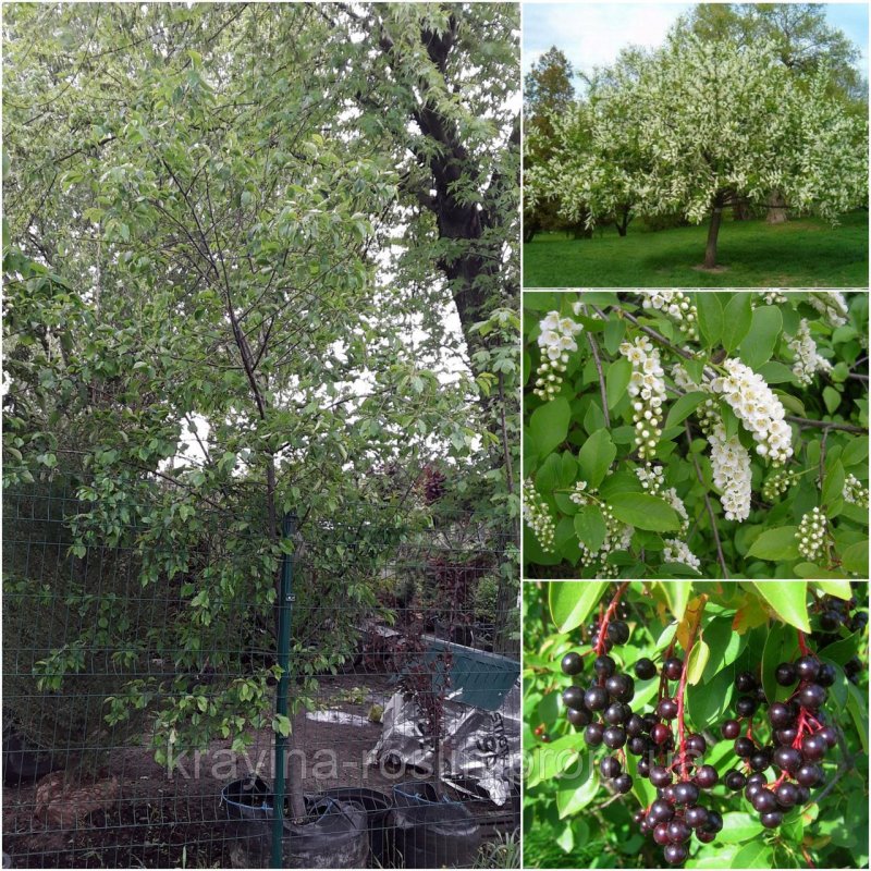 Черёмуха обыкновенная (Prunus Padus colorata)