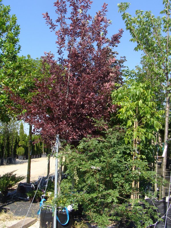 Черемуха виргинская Prunus virginiana Canada Red