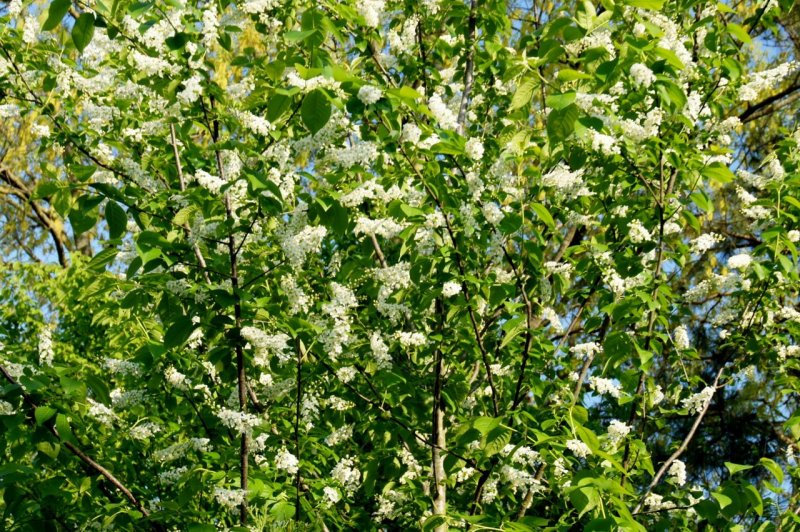 Prunus cistena