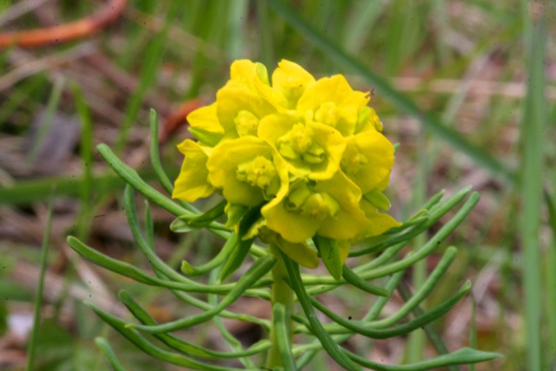 Молочай Жигулёвский (Euphorbia zhiguliensis)