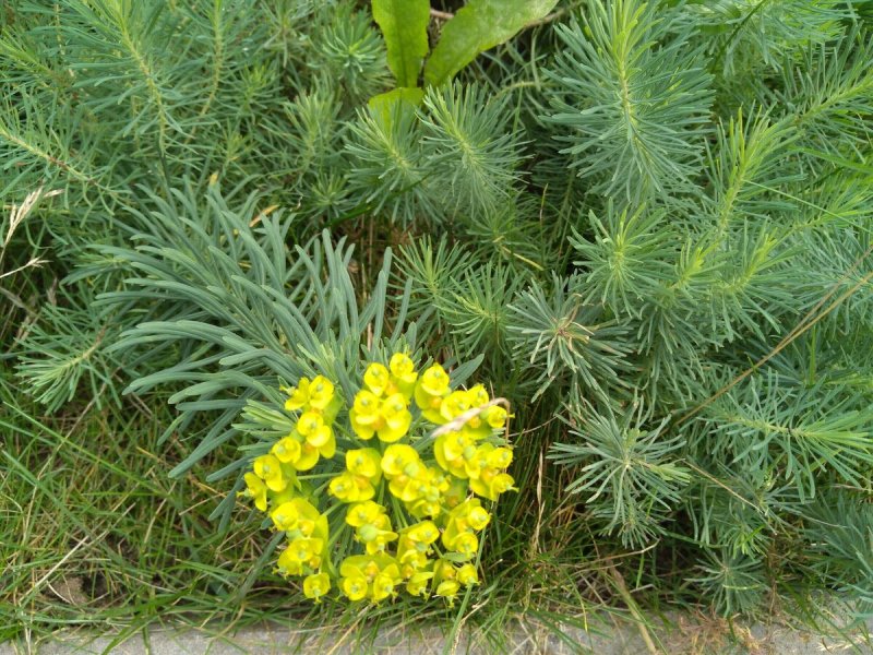 Молочай кипарисовый (Euphorbia cyparissias)