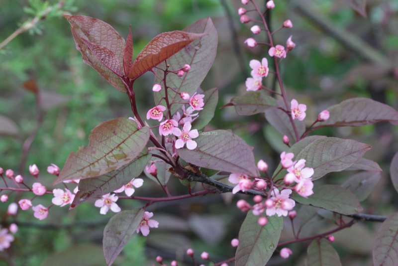 Черемуха виргинская (Padus virginiana)