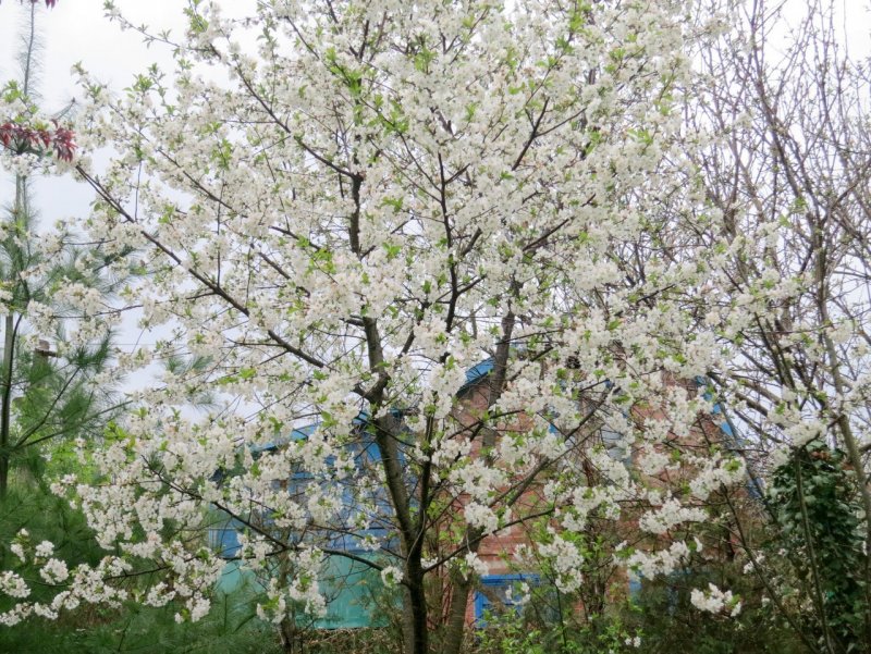 Черемуха Колората