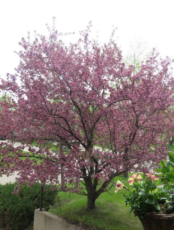 Черемуха виргинская (Prunus virginiana) Канада ред