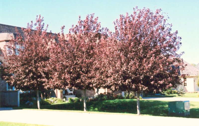 Черемуха виргинская `Шуберт` Prunus virginiana `Shubert`