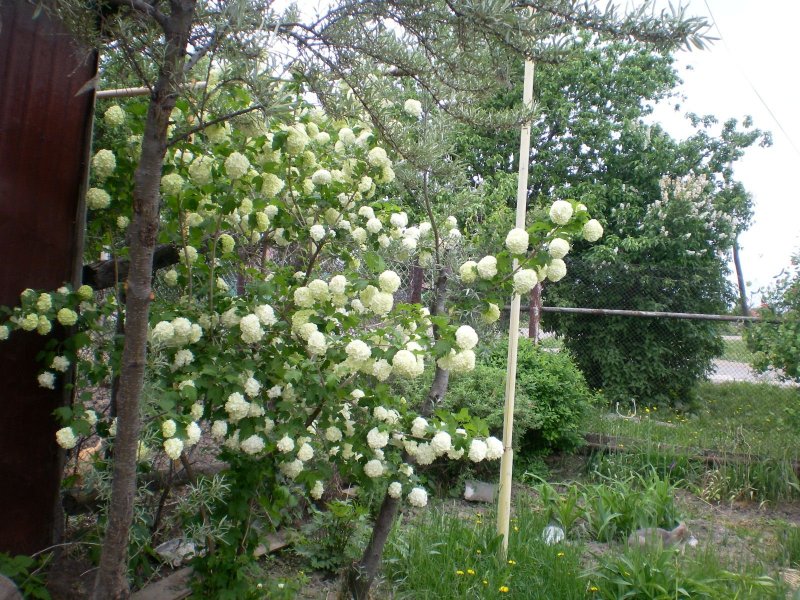 Калина бульденеж