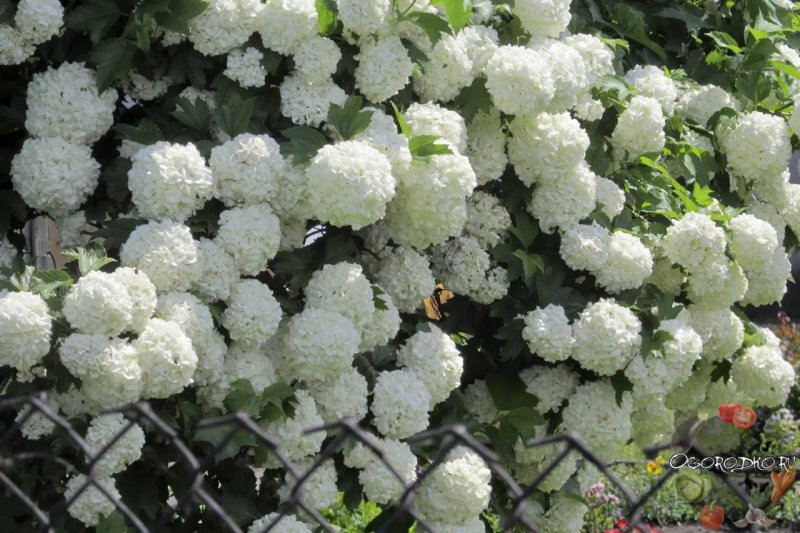 Гортензия бульденеж кустарник