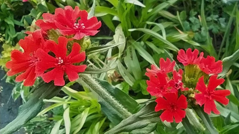 Лихнис халцедонский Раурайф