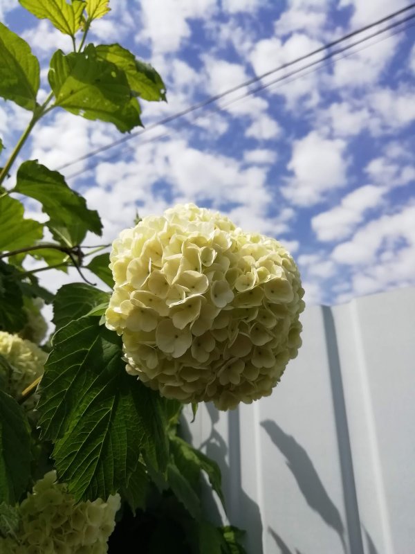 Калина бульденеж с кроной