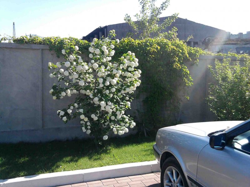 Калина обыкновенная (Viburnum opulus `Roseum`)